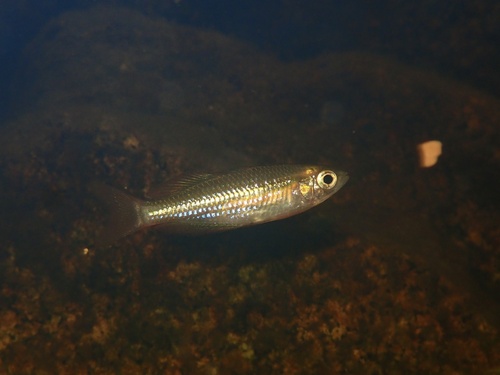 Lake Eacham rainbowfish (Melanotaenia eachamensis) — Melanotaeniidae — 5