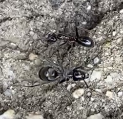 Iridomyrmex turbineus