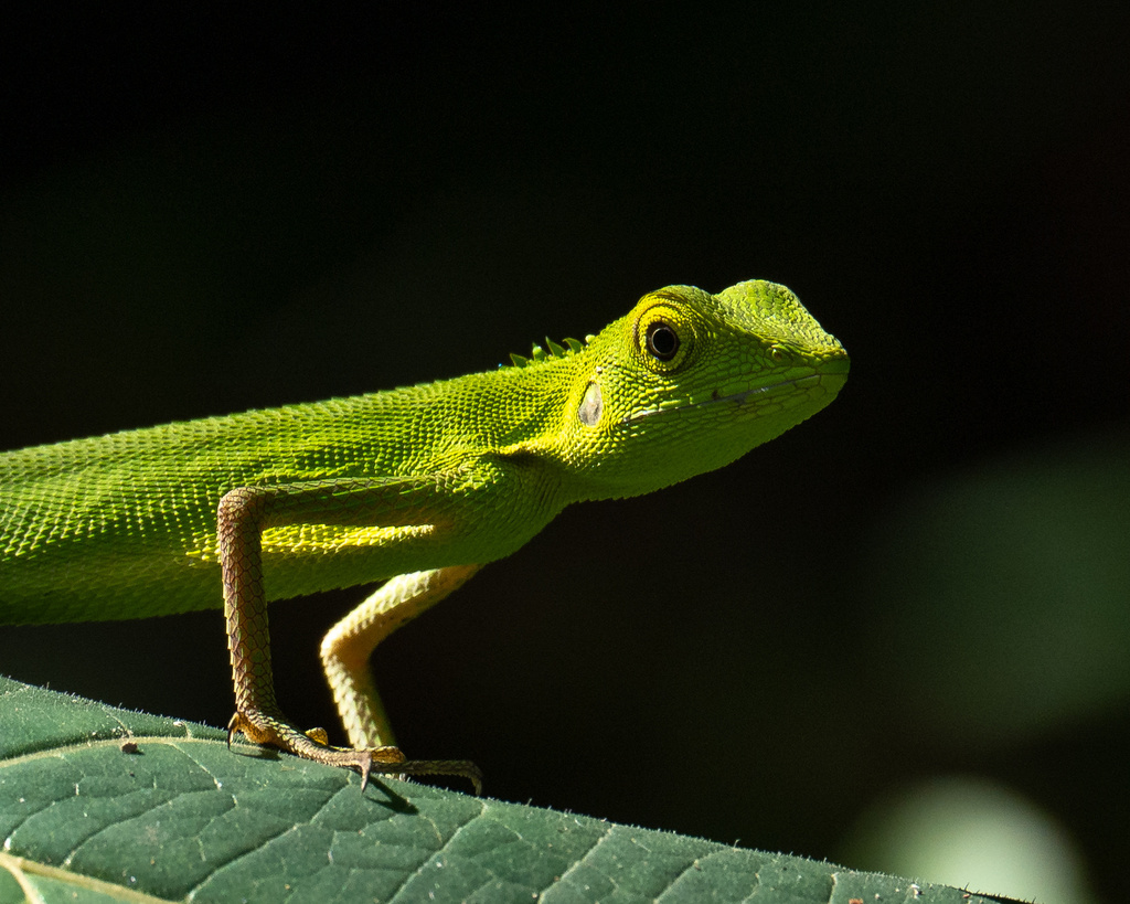 Moluccan Green Forest Lizard