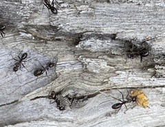 Iridomyrmex turbineus