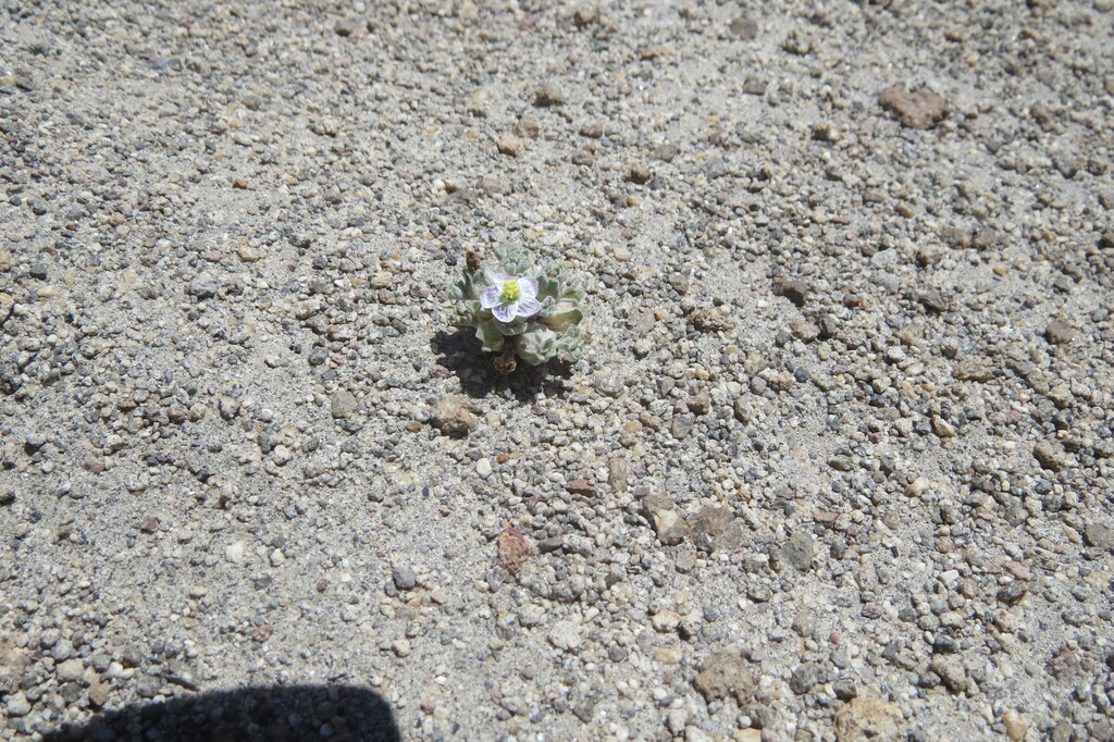 Nototriche heroica