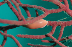 Simnia spelta