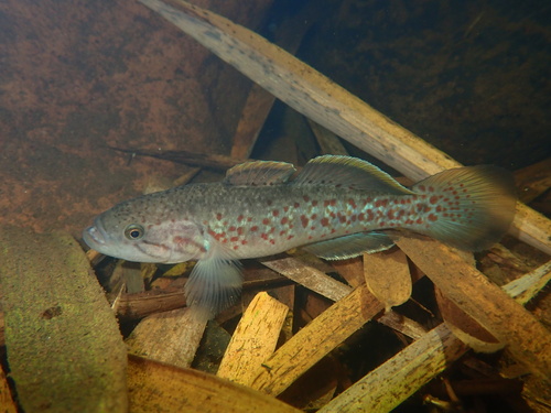 Northern purplespotted gudgeon (Mogurnda mogurnda) — Eleotridae