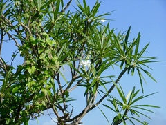 Plumeria alba