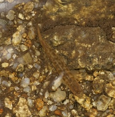 Galaxias olidus
