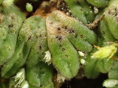 Riccia nigrella