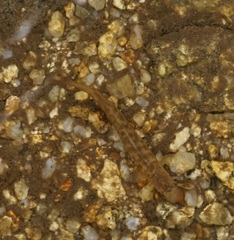 Galaxias olidus