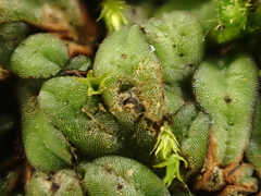 Riccia nigrella
