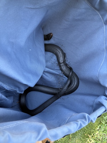 Red-bellied Black Snake sighting