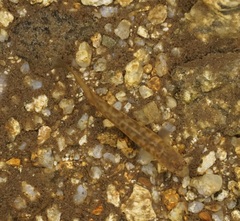 Galaxias olidus