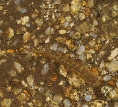 Galaxias olidus