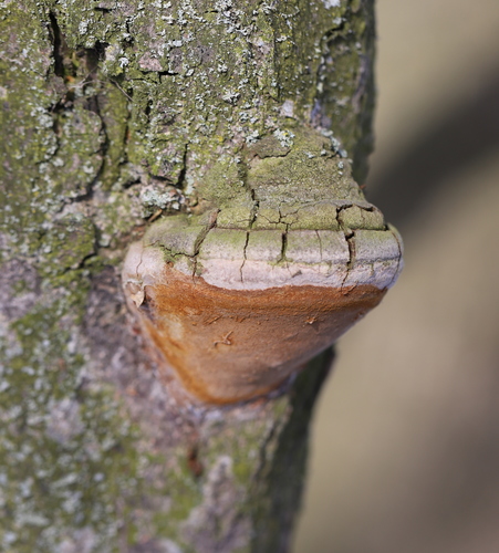 Slyvinė Kempinė nuotrauka