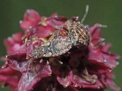 Nithecus jacobaeae
