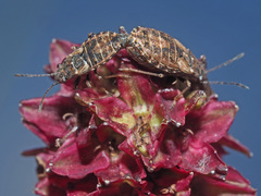 Nithecus jacobaeae