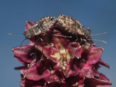 Nithecus jacobaeae