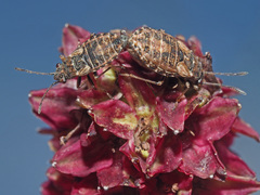 Nithecus jacobaeae
