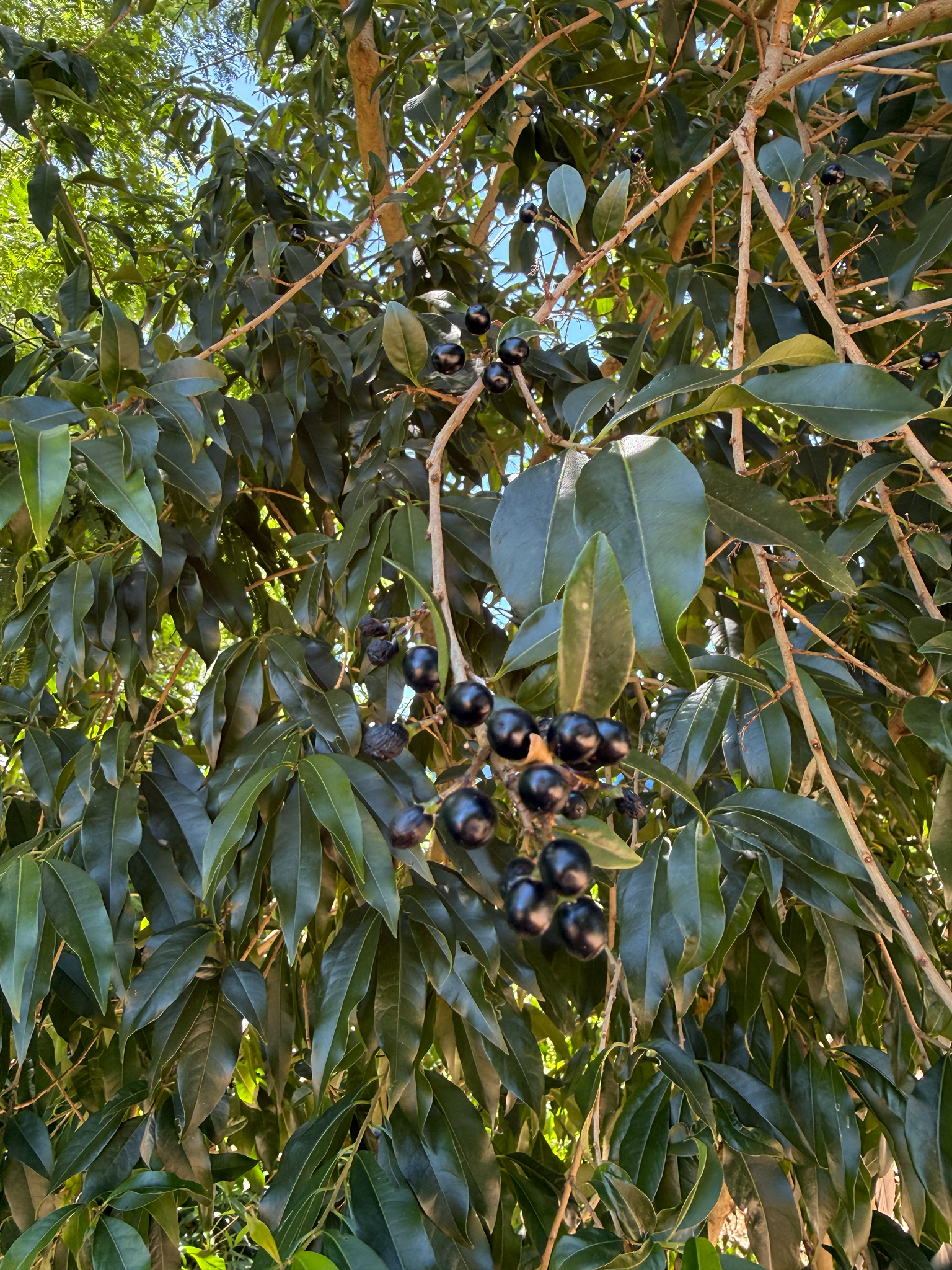 Cestrum intermedium