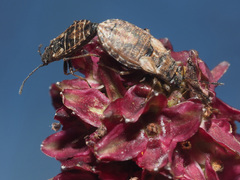 Nithecus jacobaeae