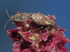 Nithecus jacobaeae