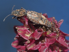 Nithecus jacobaeae