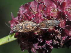 Nithecus jacobaeae