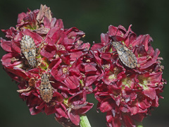 Nithecus jacobaeae