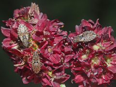 Nithecus jacobaeae
