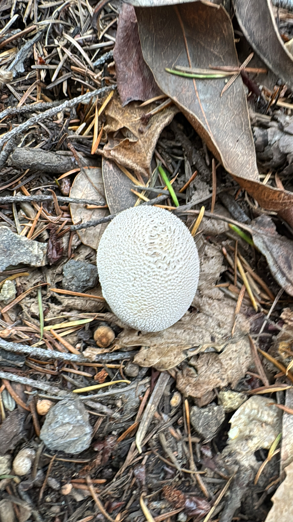Lycoperdon perlatum · November 2025 · photo: © natureenthusiast_elle (iNaturalist, cc-by-nc)