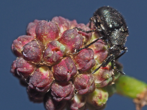 Auletobius sanguisorbae