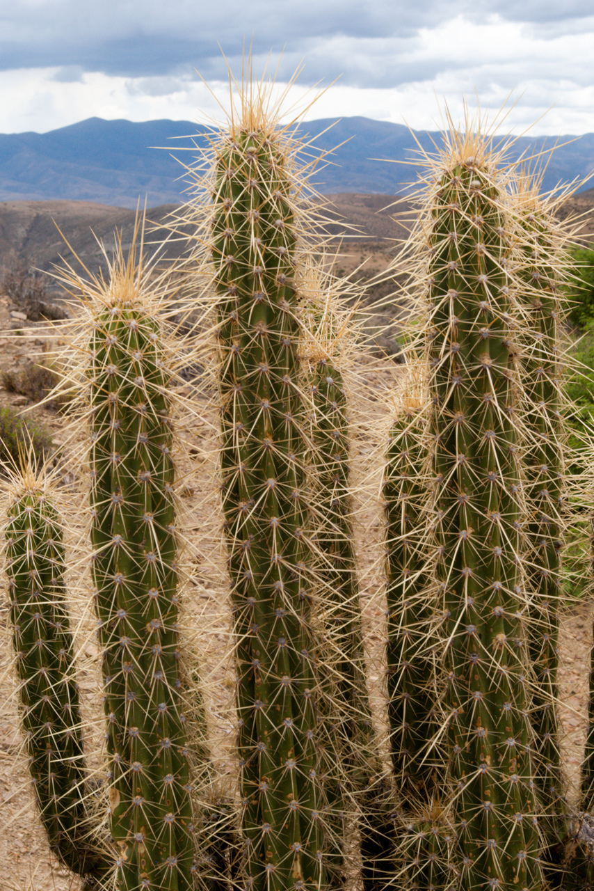 Corryocactus