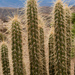 Corryocactus - Photo (c) Martin Lowry, some rights reserved (CC BY-NC), uploaded by Martin Lowry