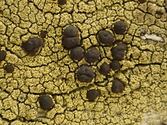 Pyrrhospora quernea