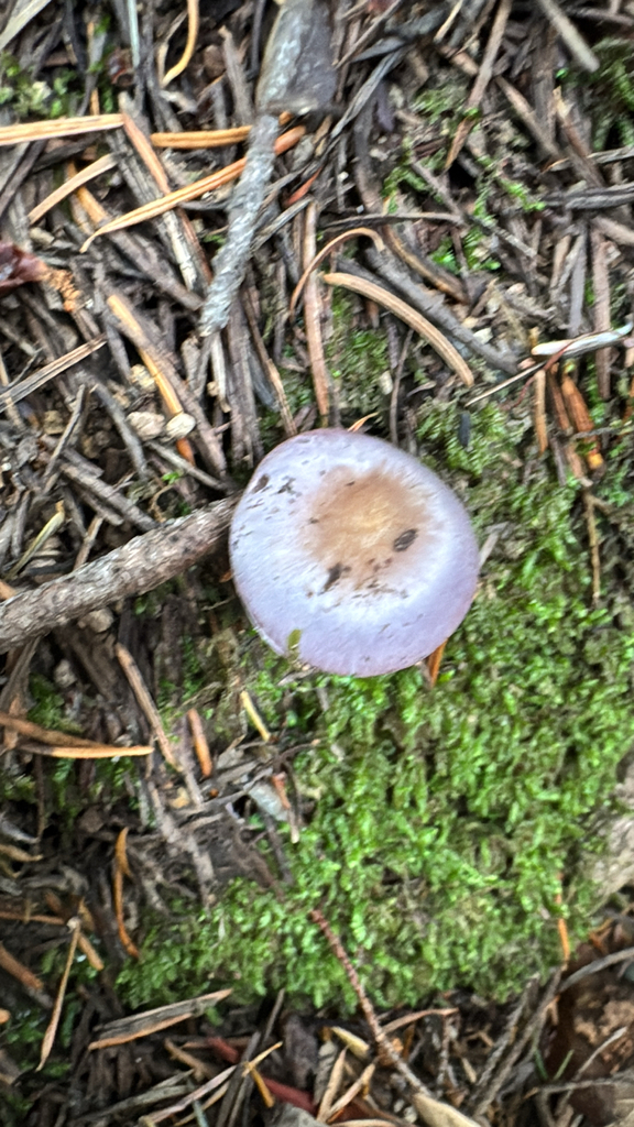 Inocybe pallidicremea · November 2025 · photo: © natureenthusiast_elle (iNaturalist, cc-by-nc)