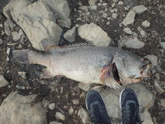 Murray Cod photo 5