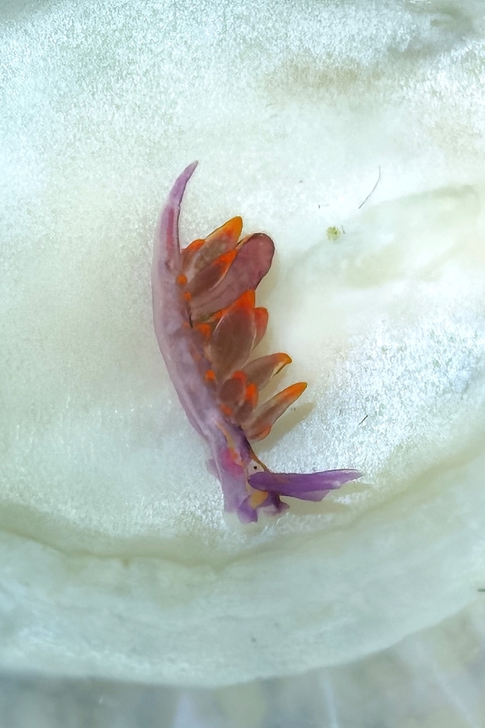 Hermaea variopicta