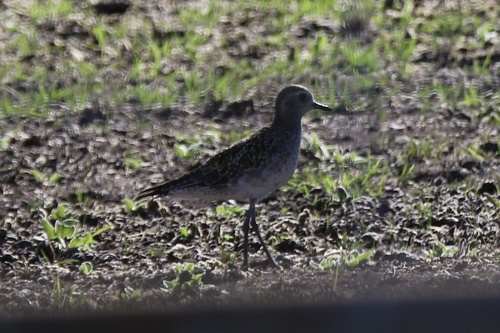 Pluvialis fulva observed 2025-11-06