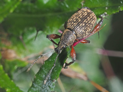 Dodecastichus geniculatus