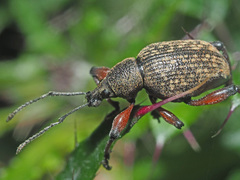 Dodecastichus geniculatus