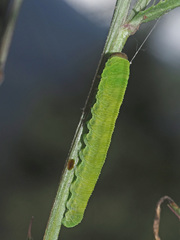 Tenthredo atra