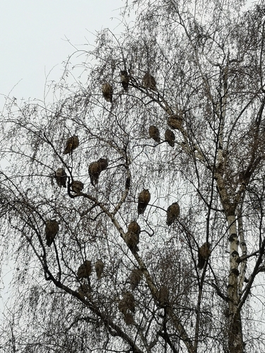 Long-eared Owl photographed in Serbia