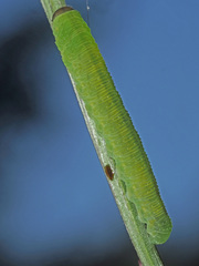Tenthredo atra
