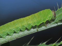 Tenthredo atra