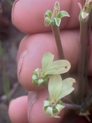 Pelargonium radulifolium