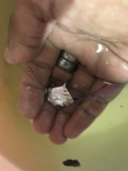 Caranginae