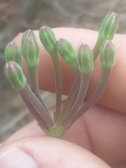 Pelargonium radulifolium