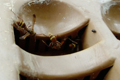 Polistes badius