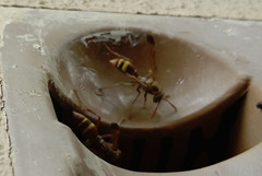 Polistes badius