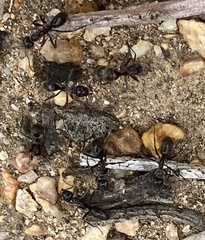 Iridomyrmex turbineus