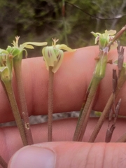 Pelargonium radulifolium