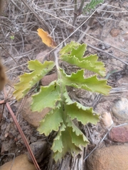 Pelargonium radulifolium